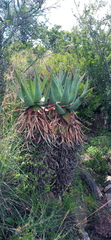 Aloe ferox
