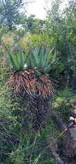 Aloe ferox