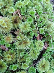Mniodendron comosum