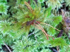 Mniodendron comosum