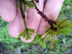 Mniodendron comosum