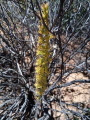 Holothrix schlechteriana