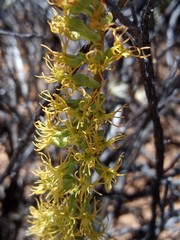 Holothrix schlechteriana