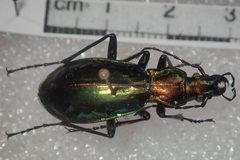 Carabus splendens