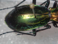 Carabus splendens
