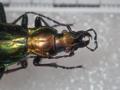 Carabus splendens