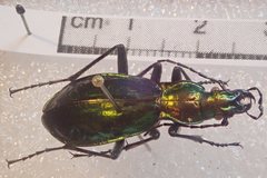 Carabus splendens