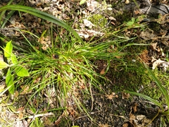 Luzula picta pallida