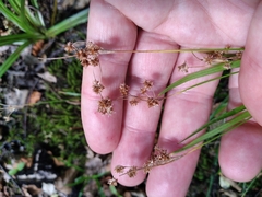 Luzula picta pallida