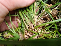 Luzula picta pallida