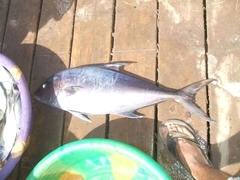 Seriola