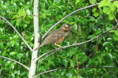 Turdus iliacus
