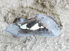 Antiophlebia bracteata