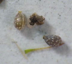 Fimbristylis pauciflora