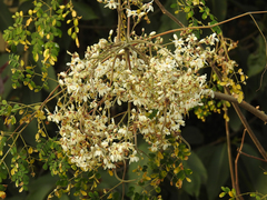 Moringa oleifera