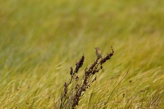 Cisticola exilis exilis