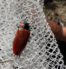 Temognatha sanguinipennis
