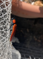 Temognatha sanguinipennis