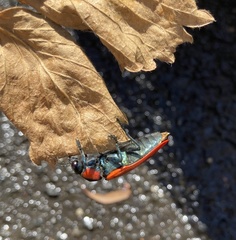 Temognatha sanguinipennis