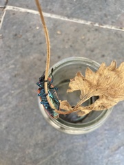 Temognatha sanguinipennis