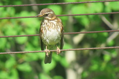 Turdus iliacus