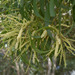 Acacia spirorbis solandri - Photo (c) Russell Cumming, some rights reserved (CC BY-NC), uploaded by Russell Cumming