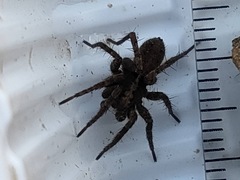 Pardosa astrigera
