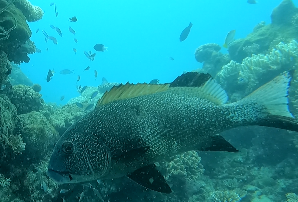 Giant Sweetlips