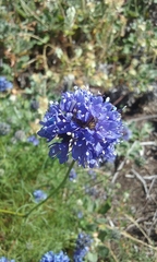 Gilia capitata chamissonis