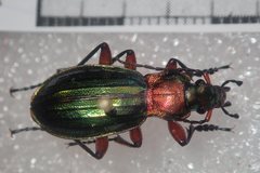 Carabus auronitens festivus
