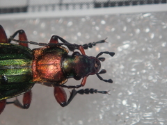 Carabus auronitens festivus