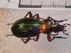 Carabus auronitens festivus