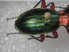 Carabus auronitens festivus