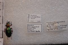 Carabus auronitens festivus