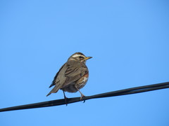 Turdus iliacus