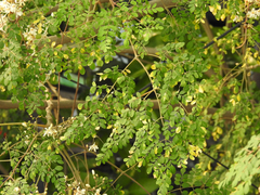 Moringa oleifera