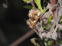 Cynaeda