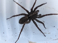 Pardosa astrigera