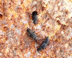 Staphylinidae