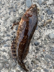 Hexagrammos agrammus