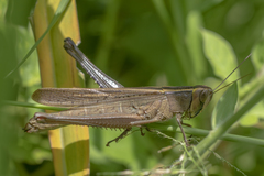 Choroedocus violaceipes