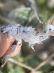 Coccoidea