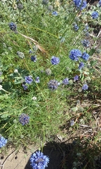 Gilia capitata chamissonis