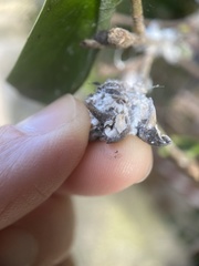 Coccoidea