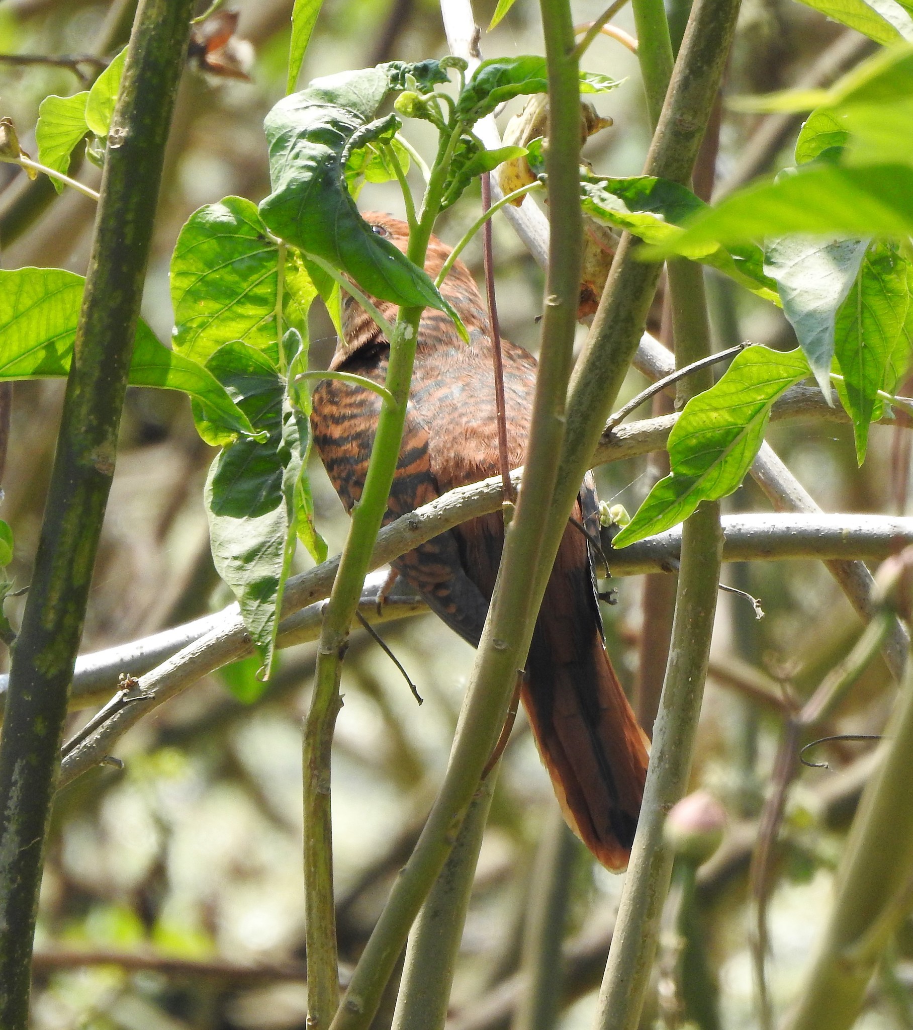 Grey-bellied Cuckoo