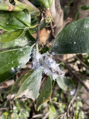 Coccoidea