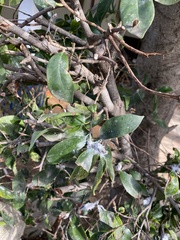 Coccoidea