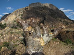Pachypodium