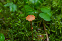 Conocybe arrhenii
