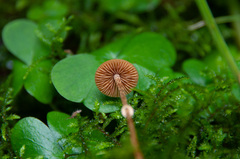 Conocybe arrhenii